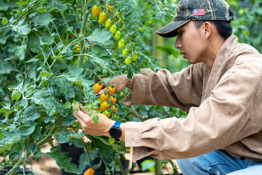 Asian young farmer is picking fresh tomatoes in polytunnel of organics vegetables garden for harvest season and healthy diet food in countryside homestead for agriculture and homestead produce