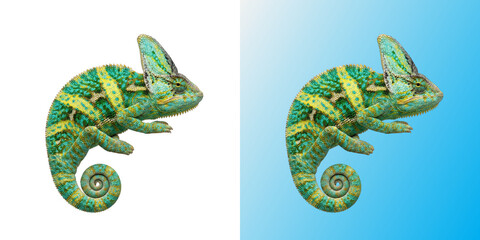 Vibrant green chameleon perched with curled tail studio portrait © FAZLE