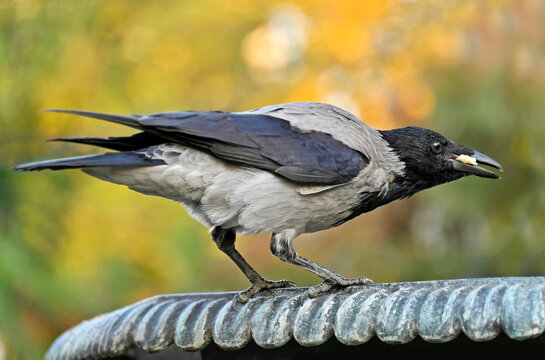 Gray crow with piece of bread in beak