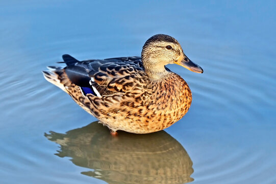 Duck (Anas plathyrhynchos) in the lake