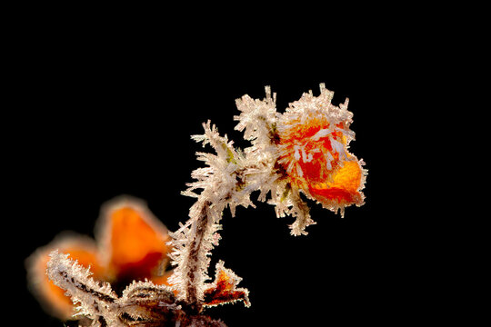 Frost