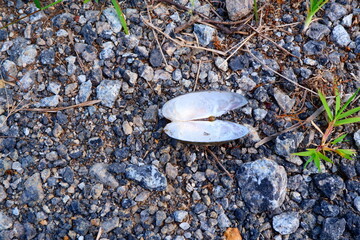 A top-down view of an empty iridescent freshwater mussel shell lying open on a surface of dark grey gravel and small stones. © iwan33