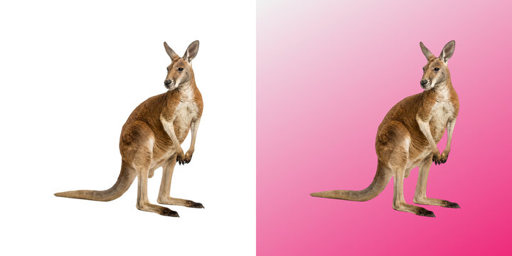 Full body standing kangaroo looking aside against isolated white background