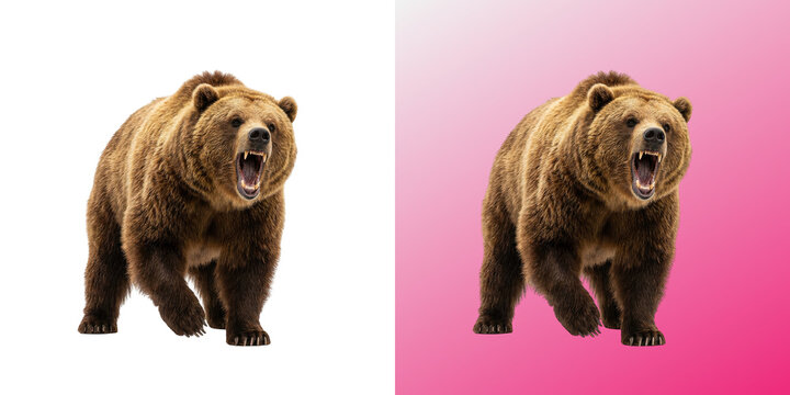 Grizzly bear roaring and walking with fierce aggressive attitude