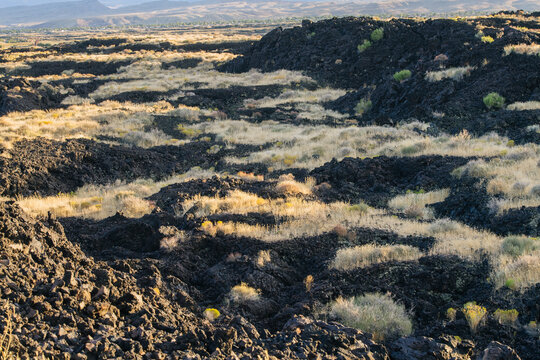 Lava field with dry grass and shrubs, Utah, USA