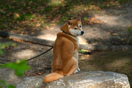 Dog sits on a rock near a stream in a park on a sunny day