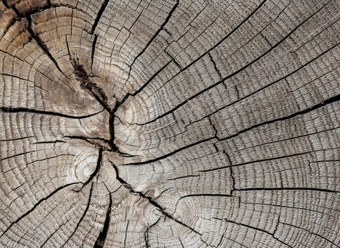 Old weathered cracked tree log cut texture background