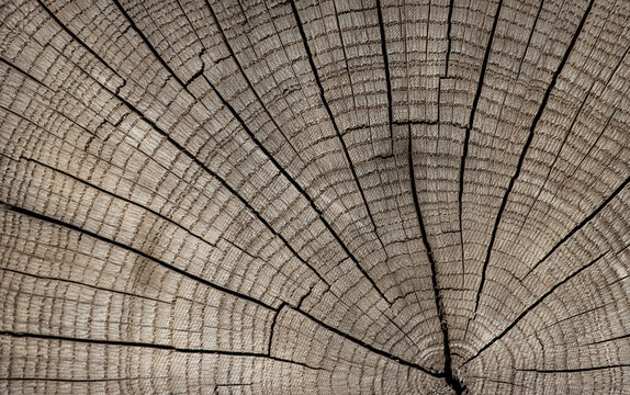 Old weathered cracked tree log cut texture background