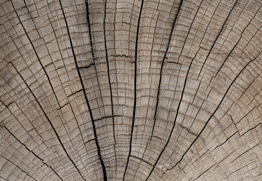 Old weathered cracked tree log cut texture background