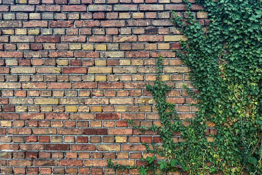 Brick wall with green ivy growing in a natural setting