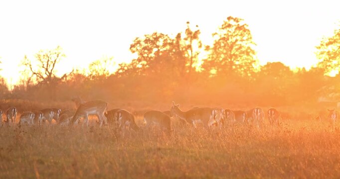 Deer herd grazing in a wild habitat during golden hour sunset, with the setting sun casting a warm glow over the tall grass and autumn trees in the background