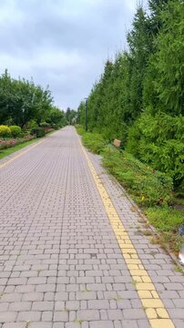 White cat naps near sidewalk curb, quiet and still. Yellow lines mark path, curving gently around greenery. Red flowers bloom beside trimmed hedges, adding color