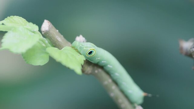 Close-up of a green hawk-moth caterpillar with distinct eyespots feeding on a fresh leaf. Professional wildlife macro photography capturing natural insect behavior on a blurred green background.