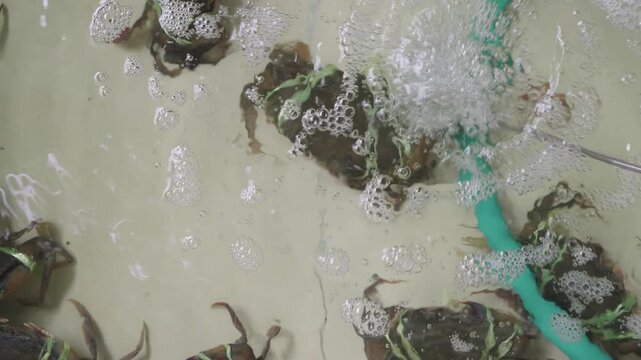 Live mud crabs tied with green string in a market water tank with an aeration hose and bubbles. Fresh seafood ready for sale at a fish market or restaurant. Top down view of live shellfish.