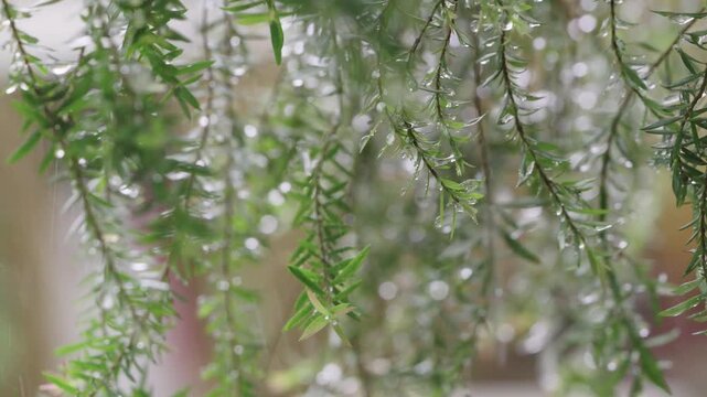 Close-up of green needle-like leaves with glistening raindrops after rain. Fresh nature background featuring clear water droplets on branches with soft bokeh focus. Peaceful organic botanical scene.