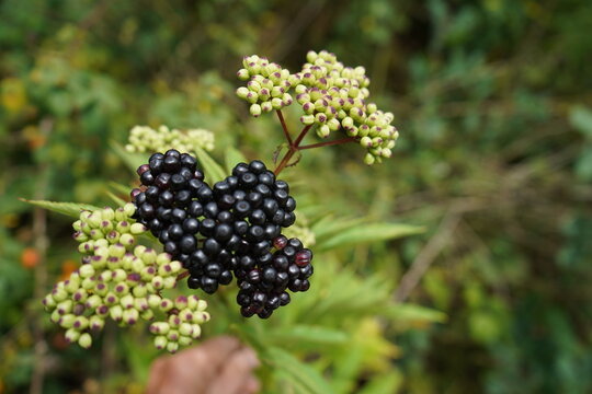 Ripening black fruits and buds/flower clusters of the dwarf elder (also known as Attich; botanical name: Sambucus ebulus). Gundelshausen, Bavaria, Germany.