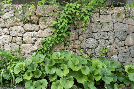 古い石垣に張り付くツタと地面に生えるツワブキの葉