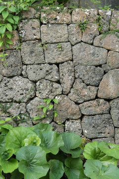 古い石垣に張り付くツタと地面に生えるツワブキの葉