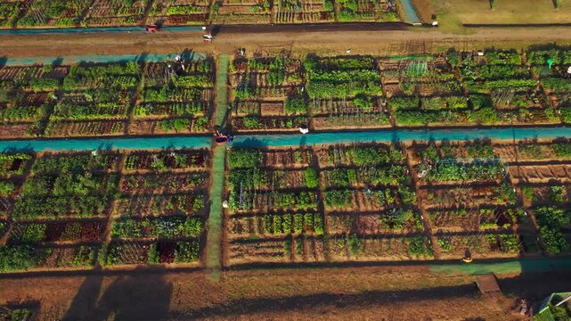 Cheongnyong community farm with many small plots for families gardening experience in Seocho gu, Seoul, South Korea, showing a patchwork of leased vegetable plots and gardeners at work