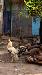 free range chicken © ETNVS-LENS