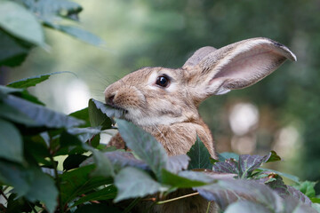 Domestic Rabbit Eating Green Leaves in Natural Surroundings © KAEDE