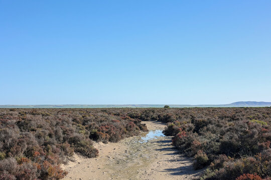 Coastal Wetlands with Red Samphire and Blue Sky at Port Wakefield, South Australia, Australia