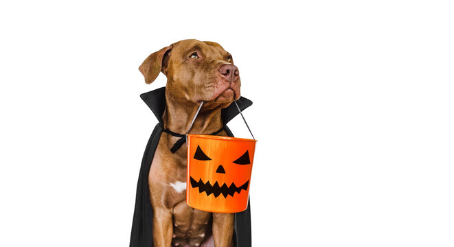 Cute brown dog wearing a vampire cape holding a Jack-o'-lantern trick-or-treat bucket