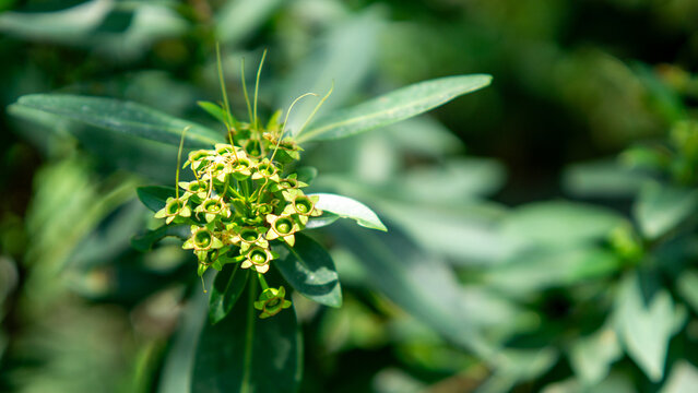Golden penda (Xanthostemon chrysanthus, Metrosideros chrysantha, Nania chrysantha, Golden myrtle, Yellow penda, Black penda, Jambu kuning, Jin pu tao) flower. The profuse flowering attracts many necta