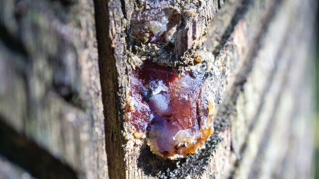 Close-up of Liquid Tree Resin on Grooved Tree Bark