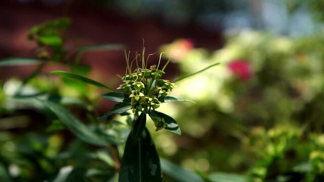 Golden penda (Xanthostemon chrysanthus, Metrosideros chrysantha, Nania chrysantha, Golden myrtle, Yellow penda, Black penda, Jambu kuning, Jin pu tao) flower. The profuse flowering attracts many necta
