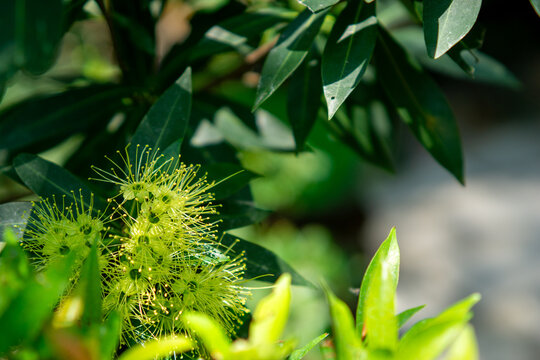 Golden penda (Xanthostemon chrysanthus, Metrosideros chrysantha, Nania chrysantha, Golden myrtle, Yellow penda, Black penda, Jambu kuning, Jin pu tao) flower. The profuse flowering attracts many necta