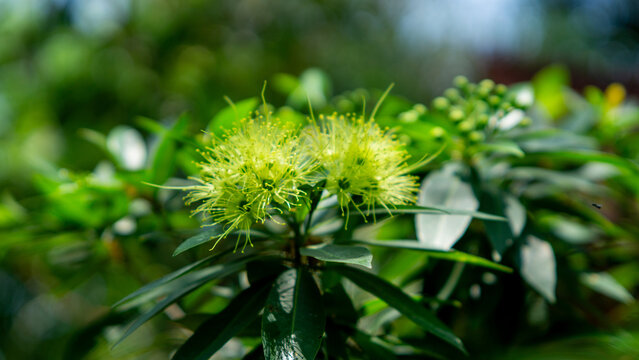 Golden penda (Xanthostemon chrysanthus, Metrosideros chrysantha, Nania chrysantha, Golden myrtle, Yellow penda, Black penda, Jambu kuning, Jin pu tao) flower. The profuse flowering attracts many necta