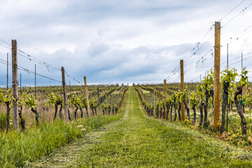 Obraz premium Rows of grapevines in a green vineyard with grassy path, agricultural wine landscape under cloudy spring sky.