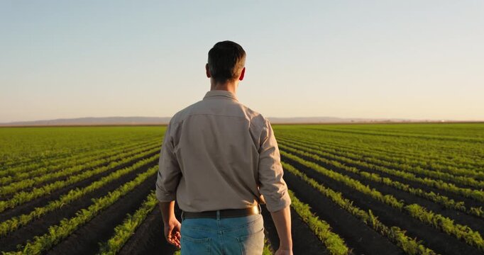 Back view of a farmer walking through cultivated rows of young carrots. Agronomist inspecting a vegetable crop on a vast farmland