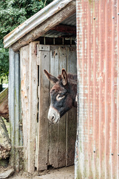 Cute donkey looking outside from a weathered wooden shed doorway on a traditional farm