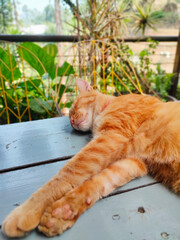 cat sleeping on the table outdoor © Deshen