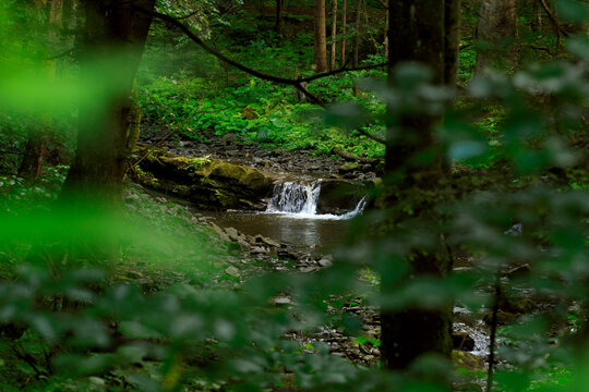 forest dusk with green foliage blurred foreground and river stream small waterfall nature local scene