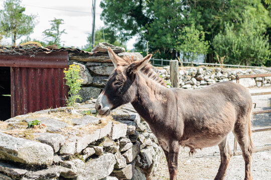 Side view profile of a domestic donkey near a stone wall fence on an Irish farmyard countryside landscape