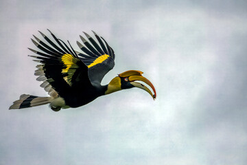 A majestic Great Hornbill (Buceros bicornis) in powerful mid-air flight, showcasing its massive yellow-black casque, wide wingspan, and white tail with a distinct black band against a soft sky backgro © manoch
