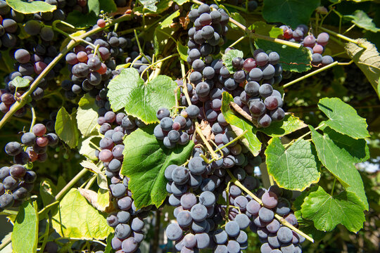 Close-up of fresh dark grapes with green vine leaves
