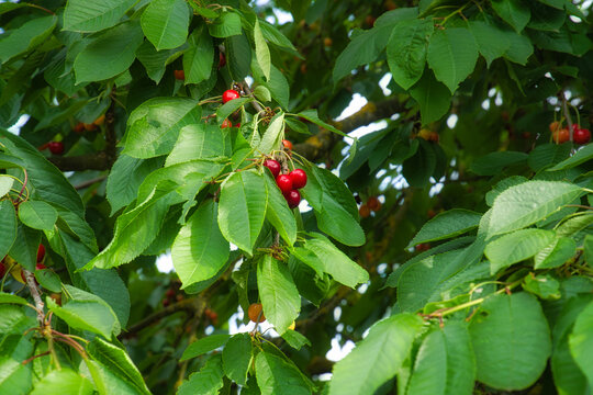 Ripe Red Cherries in the Dense Canopy of the Cherry Tree.