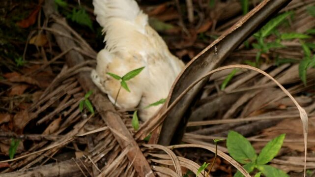 Two roosters engaged in a prolonged fight, displaying aggressive behavior and natural territorial competition in a rural outdoor setting.