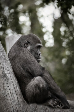 Thoughtful Young Gorilla Leaning Against Tree Trunk in Desaturated Tones.