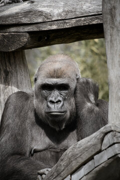 Thoughtful Gorilla Resting Head Against Wooden Structure.