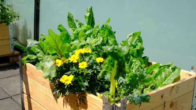 People Planting Flowers Urban Rooftop Garden City Sustainability, Urban gardening community grows herbs and vegetables like mint and tomatoes in sustainable environment.