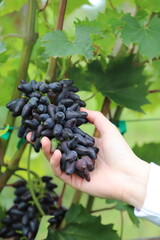 Farmer hand holding ripe dark blue grapes cluster on vine with green leaves background, fresh organic grape harvest in vineyard © Andrii