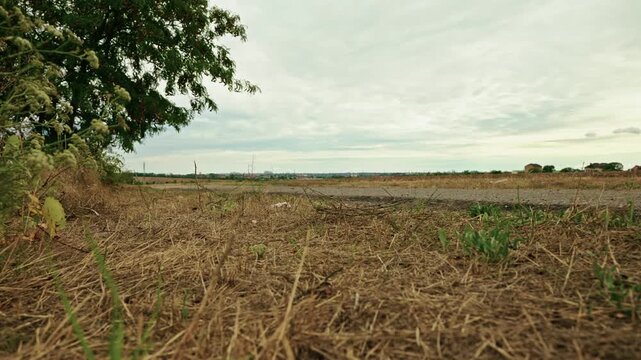 Low-angle shot of a honey locust tree with seed pods standing beside an empty country road in a rural landscape under overcast daylight.