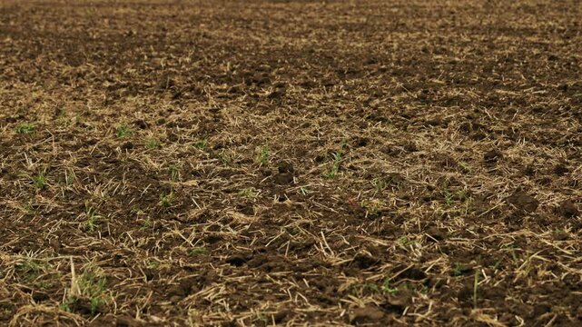 A close-up shot shows textured brown plowed soil with dry crop stubble on an agricultural field under natural soft daylight.