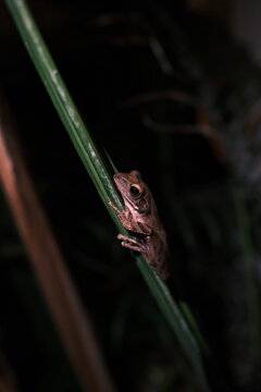 frog on a leaf