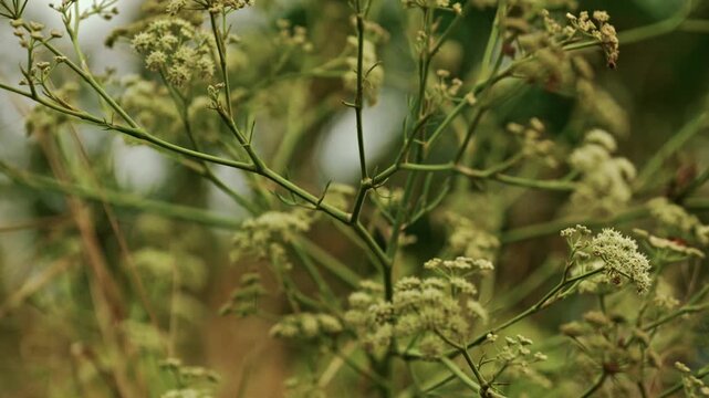 Close-up shot of wild white flower clusters blooming on slender stems by a country road under soft overcast daylight.